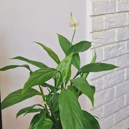 Royal Baths Appartement